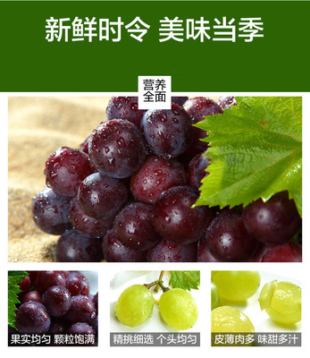 新鲜水果夏黑葡萄批发 优质 农产品夏黑葡萄 葡萄基地采摘