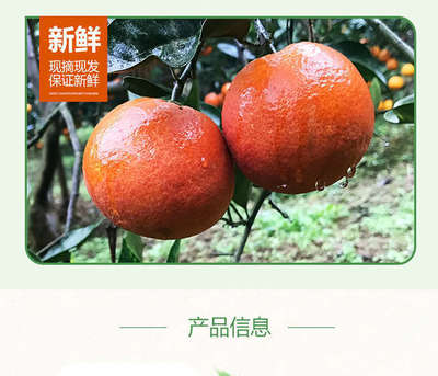 四川塔罗科血橙10斤新鲜水果橙子甜橙孕妇水果当季批发3/5斤批发【12月26日发完】