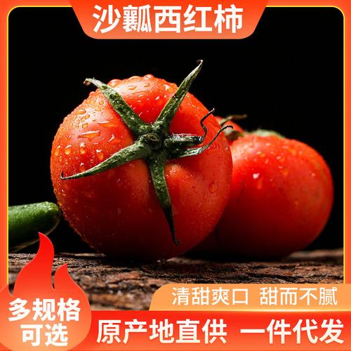 新鲜山东沙瓤西红柿个大饱满生吃番茄水果蔬菜3/5斤批发现摘现发